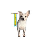 Pepble Super Dog（個別スタンプ：5）