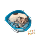 Pepble Super Dog（個別スタンプ：7）