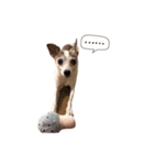 Pepble Super Dog（個別スタンプ：8）
