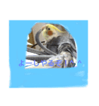 オカメインコのラッキーちゃん（個別スタンプ：1）