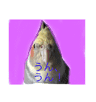 オカメインコのラッキーちゃん（個別スタンプ：3）