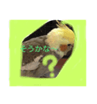 オカメインコのラッキーちゃん（個別スタンプ：4）