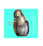 オカメインコのラッキーちゃん（個別スタンプ：5）