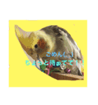 オカメインコのラッキーちゃん（個別スタンプ：6）