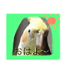オカメインコのラッキーちゃん（個別スタンプ：7）