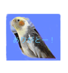 オカメインコのラッキーちゃん（個別スタンプ：10）