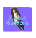 オカメインコのラッキーちゃん（個別スタンプ：11）