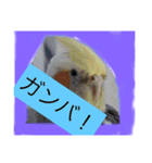 オカメインコのラッキーちゃん（個別スタンプ：12）