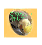 オカメインコのラッキーちゃん（個別スタンプ：13）