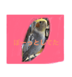 オカメインコのラッキーちゃん（個別スタンプ：14）