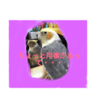 オカメインコのラッキーちゃん（個別スタンプ：15）