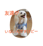 3マル1にゃん【くりむさん編】（個別スタンプ：21）