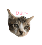 くーちゃんと子猫と日常（個別スタンプ：1）
