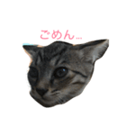 くーちゃんと子猫と日常（個別スタンプ：2）
