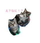 くーちゃんと子猫と日常（個別スタンプ：3）