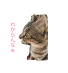 くーちゃんと子猫と日常（個別スタンプ：4）