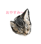 くーちゃんと子猫と日常（個別スタンプ：5）