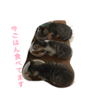 くーちゃんと子猫と日常（個別スタンプ：6）