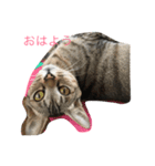 くーちゃんと子猫と日常（個別スタンプ：7）