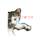 くーちゃんと子猫と日常（個別スタンプ：8）