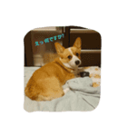 コーギー犬momo2（個別スタンプ：1）