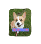 コーギー犬momo2（個別スタンプ：2）