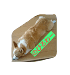 コーギー犬momo2（個別スタンプ：3）