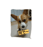 コーギー犬momo2（個別スタンプ：4）