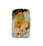 コーギー犬momo2（個別スタンプ：5）