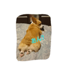 コーギー犬momo2（個別スタンプ：6）