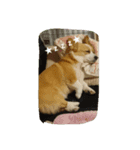 コーギー犬momo2（個別スタンプ：7）