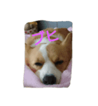 コーギー犬momo2（個別スタンプ：8）