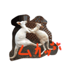 animal！！！！！！！！！！！.！.！！！！！！！！！！！！！（個別スタンプ：6）