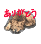 animal！！！！！！！！！！！.！.！！！！！！！！！！！！！（個別スタンプ：8）