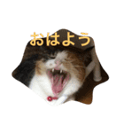 三毛猫やや（個別スタンプ：1）