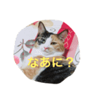 三毛猫やや（個別スタンプ：5）