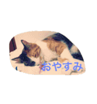 三毛猫やや（個別スタンプ：6）