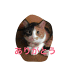 三毛猫やや（個別スタンプ：9）