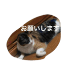 三毛猫やや（個別スタンプ：14）