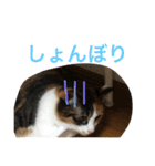 三毛猫やや（個別スタンプ：22）