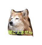 ぽんたきなこはな（個別スタンプ：6）