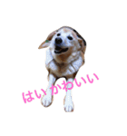 ぽんたきなこはな（個別スタンプ：7）