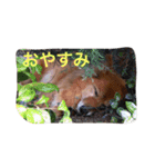ぽんたきなこはな（個別スタンプ：12）