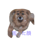 ぽんたきなこはな（個別スタンプ：16）