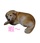 ぽんたきなこはな（個別スタンプ：21）