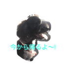 トイプードル くぅちゃんスタンプ（個別スタンプ：3）