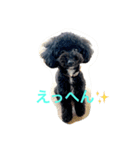 トイプードル くぅちゃんスタンプ（個別スタンプ：5）