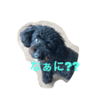トイプードル くぅちゃんスタンプ（個別スタンプ：6）