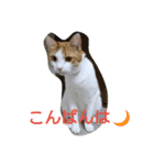 にゃん2スタンプ（個別スタンプ：1）