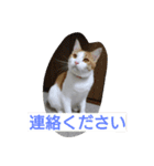 にゃん2スタンプ（個別スタンプ：2）